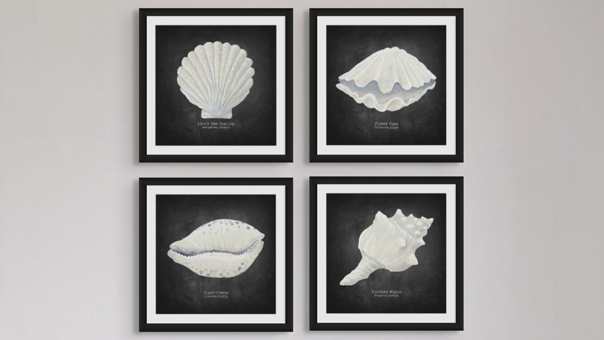 These are four framed art prints, each featuring a hand-painted shell illustration on a dark, chalkboard-like background. The art style has a scientific or natural history feel, reminiscent of old-world botanical or biological drawings. The frames are thin and black, and the prints are hung together in a two-by-two grid.